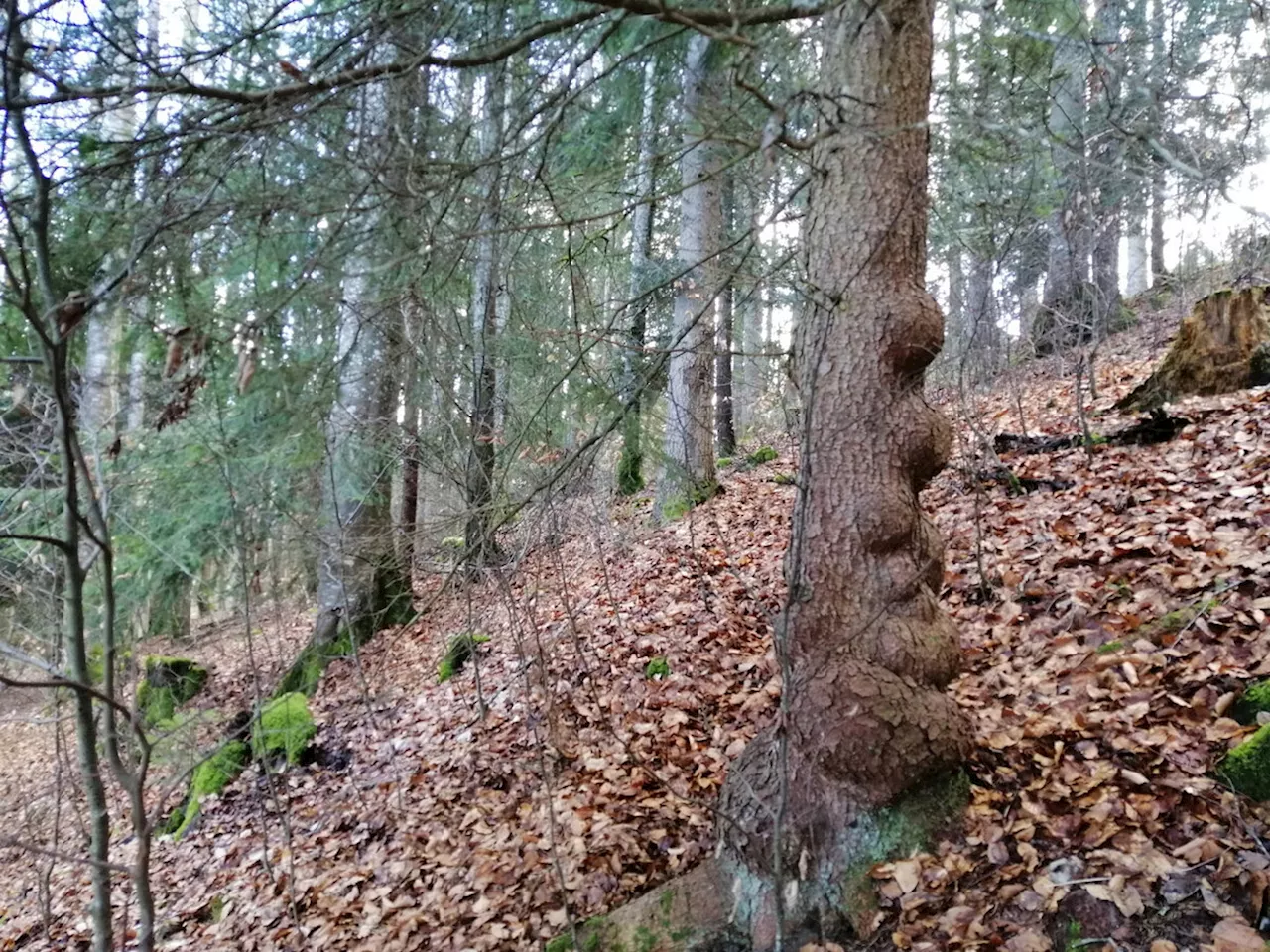 Ständerat will mehr Geld für Wald