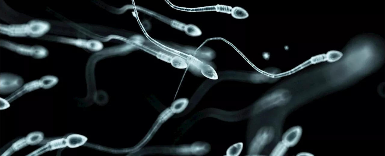 New Type of Reversible Male Contraception Proves a Success in Mouse Study