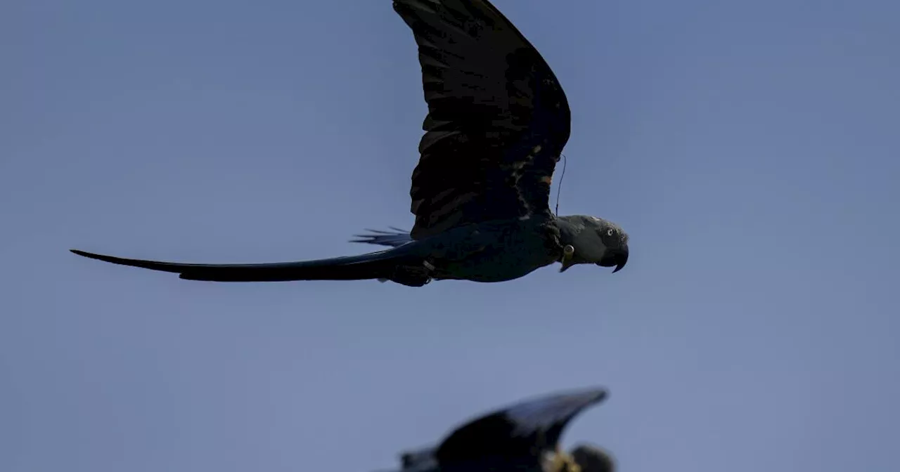 Recovery of Brazil's Spix's macaw, popularized in animated 'Rio' films, threatened by climate change