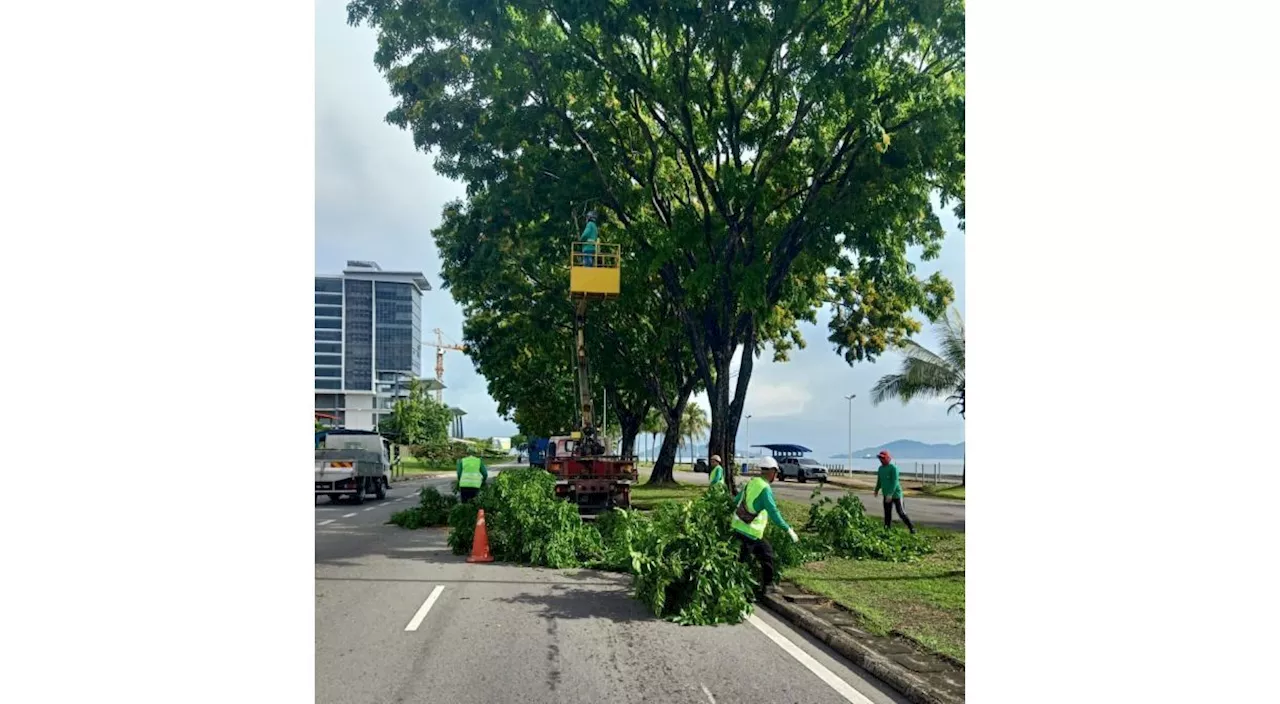 KK City Hall intensifies tree inspections, maintenance