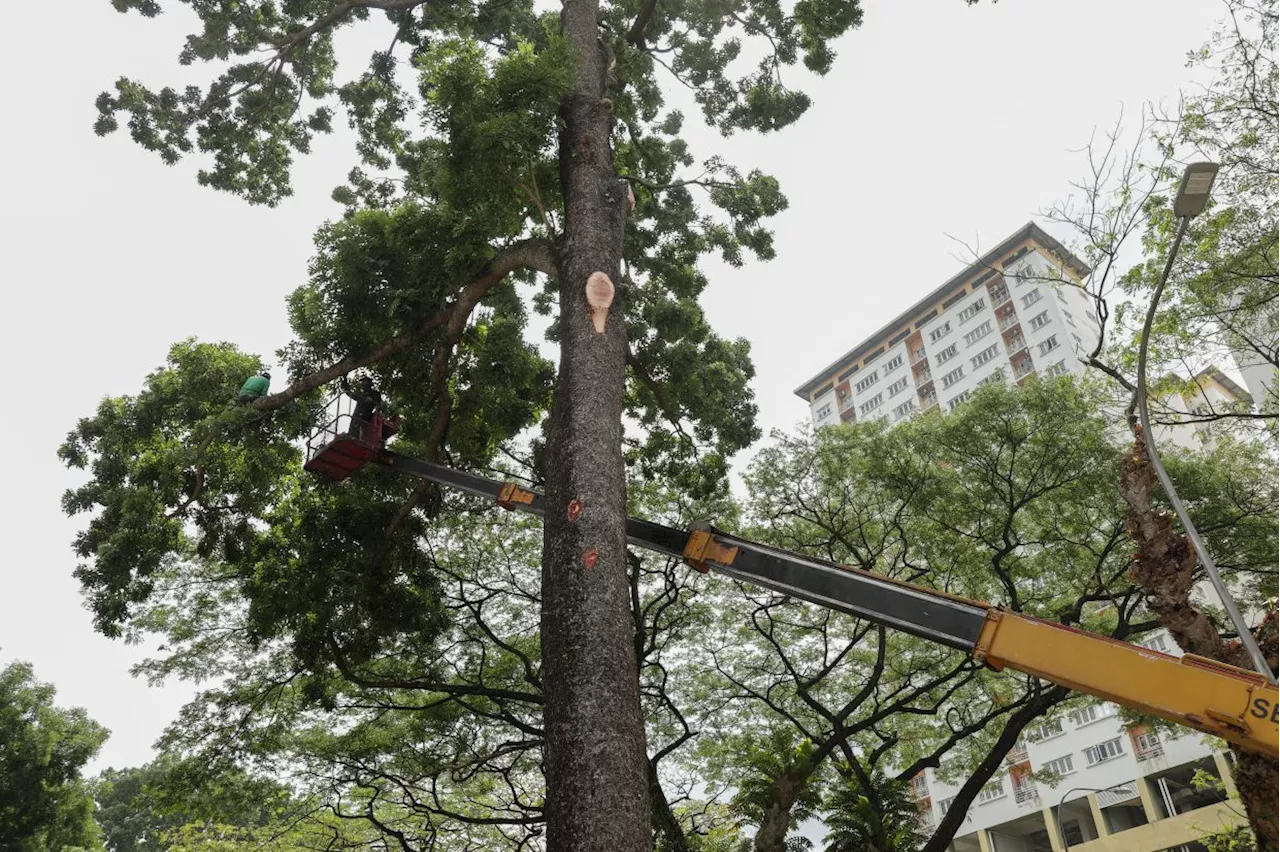 Local Govt Ministry considers expanding budget for local councils' tree maintenance needs