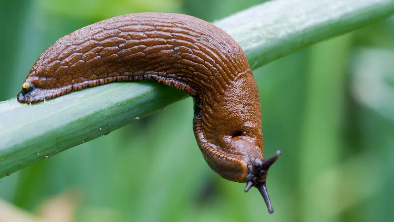 Mehr Nacktschnecken im Garten: Experten erklären Gründe