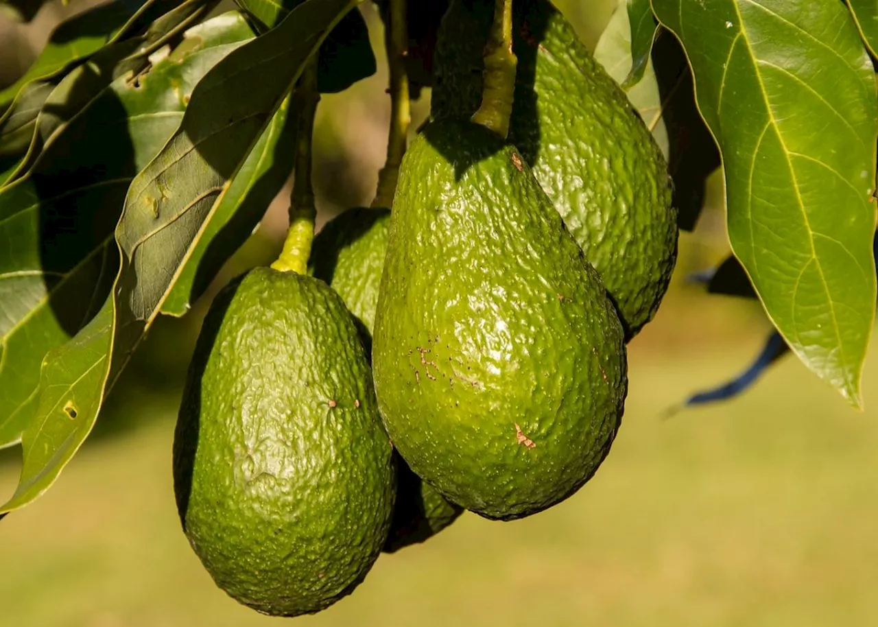 Western Cape becomes key avocado grower to feed the ‘off-season’