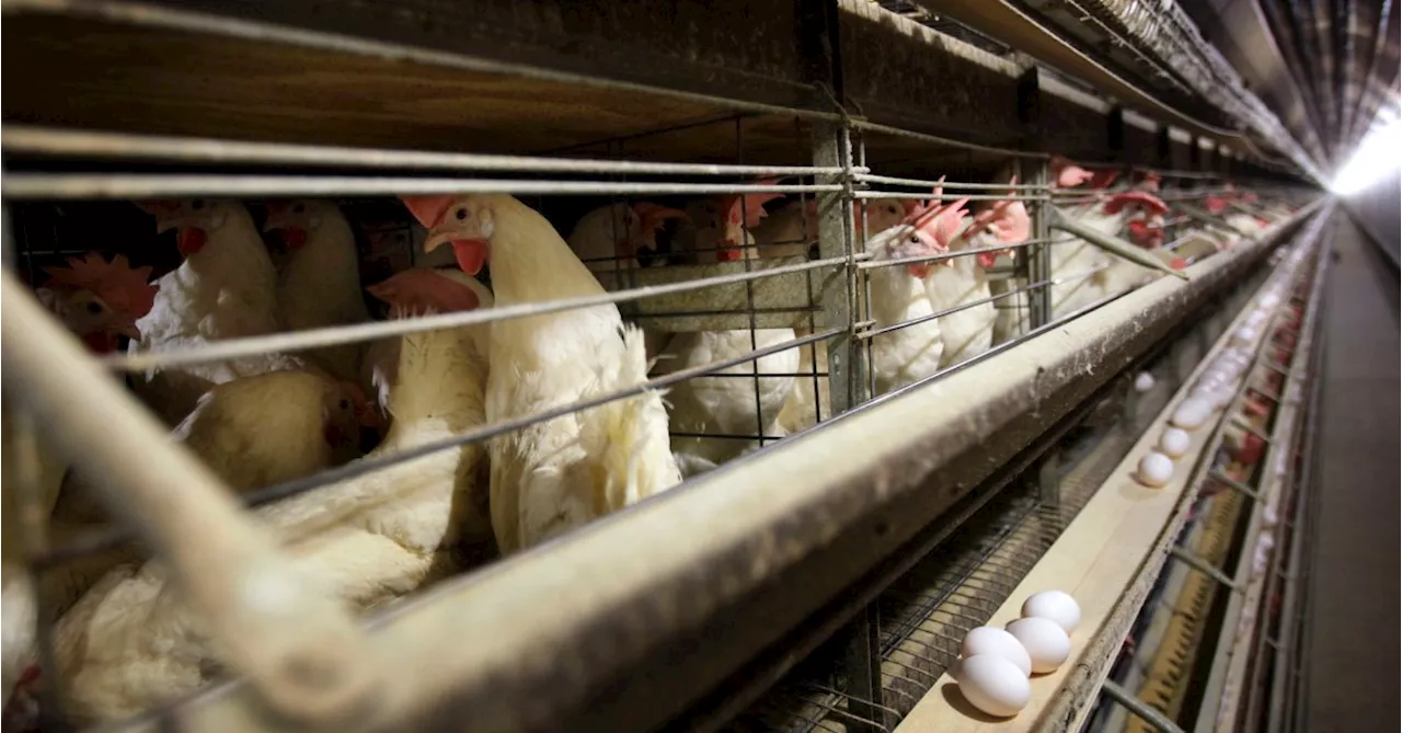 Farmers Must Kill 4.2M Chickens After Bird Flu Hits Iowa Egg Farm