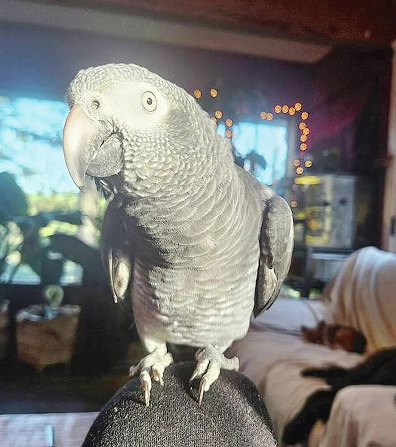 Missing Courtenay parrot could be victim of birdnapping: owner