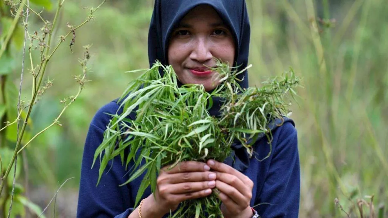 BNN Aceh periksa kuliner yang dicurigai pakai ganja – Bagaimana sejarah ganja dalam hidangan tradisional Aceh?