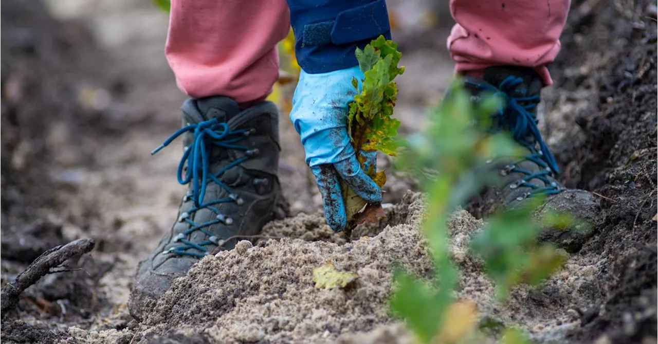 Planting 1 trillion trees might not actually be a good idea