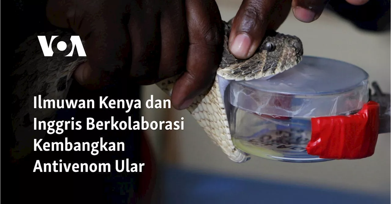 Ilmuwan Kenya dan Inggris Berkolaborasi Kembangkan Antivenom Ular