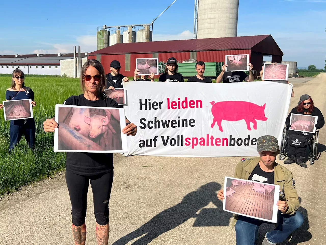 'Grauenhafte Zustände': VGT ortete Missstände in Schweinemast-Betrieb in NÖ