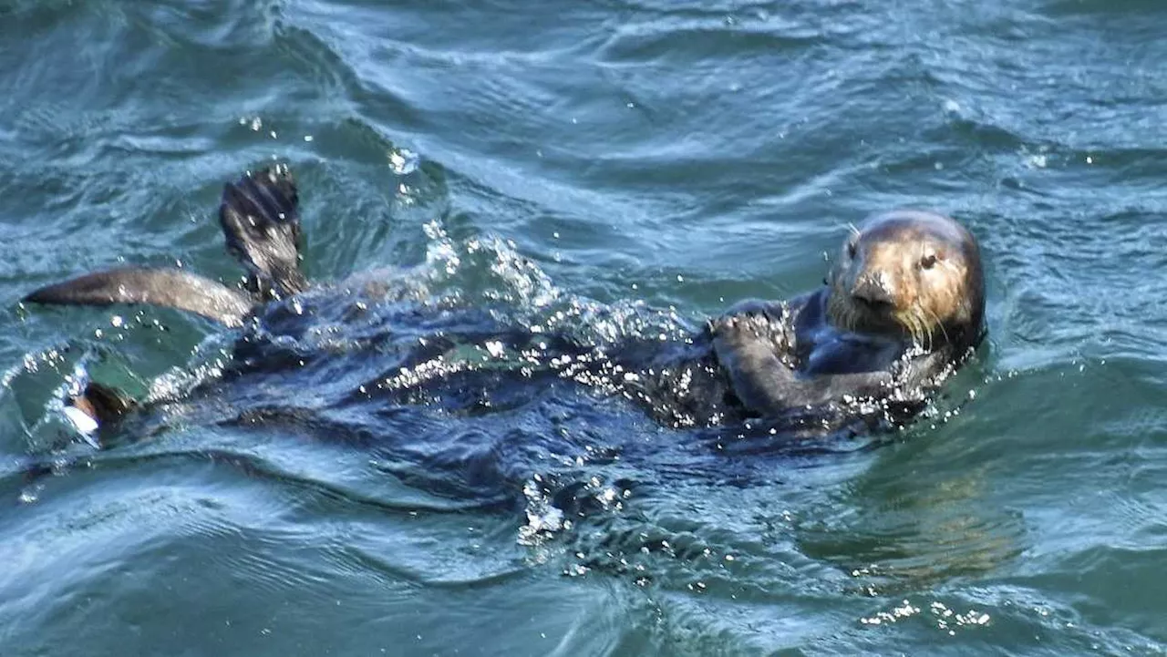 Santa Cruz's surfboard-stealing sea otter returns, officials tell public to keep distance