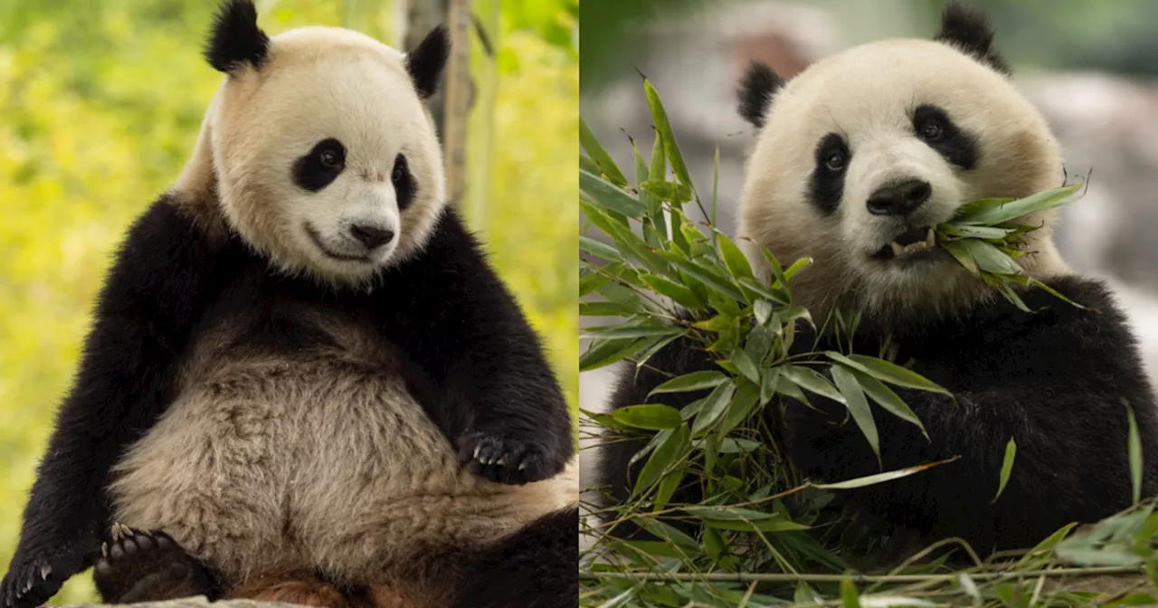 Giant pandas will be returning to the National Zoo in Washington