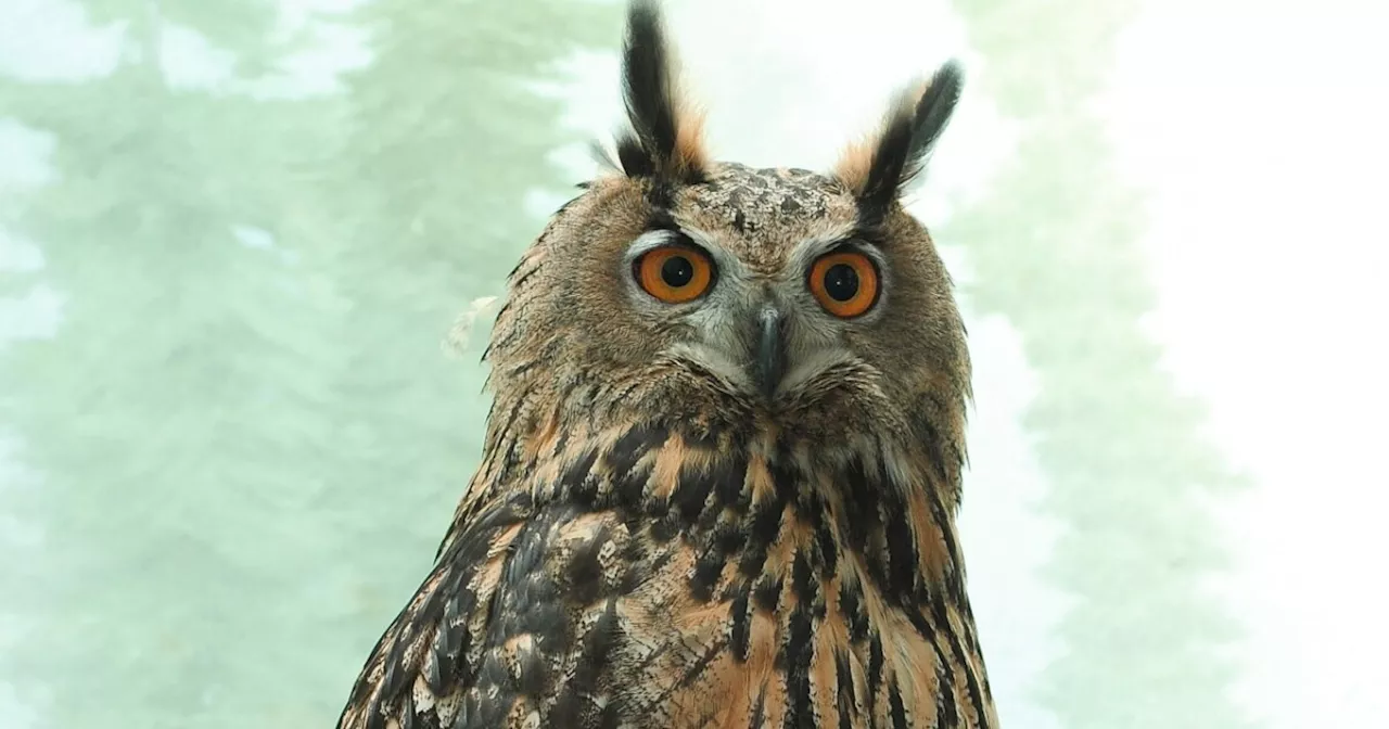 Remains of Flaco, famous NYC owl who escaped his enclosure, donated to science