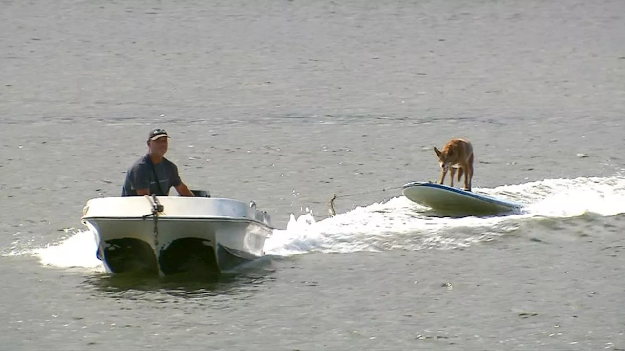 Chase, the 14-year-old Skiing dog, stuns locals as he enjoys retirement on the Gold Coast