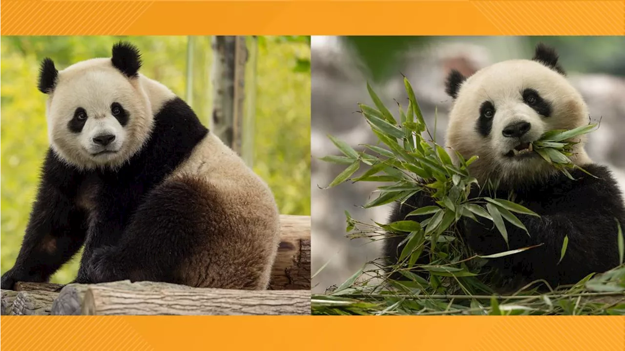 Giant pandas to return to DC's National Zoo