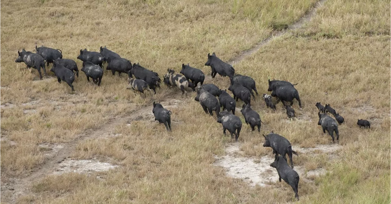 Monster 100kg pigs destroying paddocks, killing livestock, NSW farmers warn