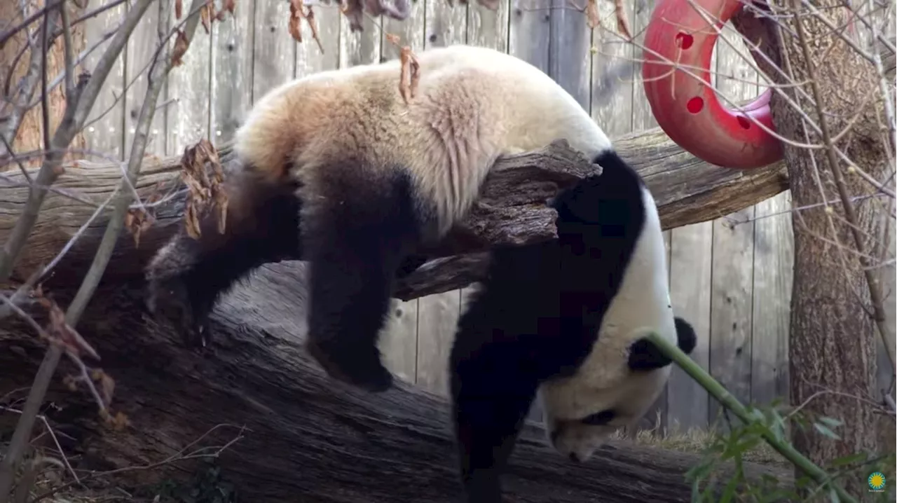 Pandas Zoo Dc 2 New Giant Pandas Are Returning To Washington S Pandas Zoo Dc 2 New Giant Pandas Are Returning To Washington S