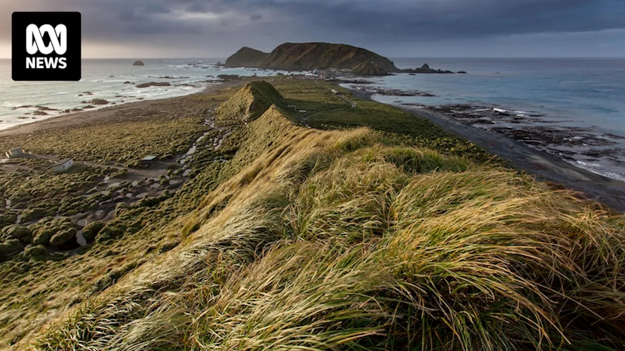 Macquarie Island remains pest free 10 years after eradication program, but new threats loom