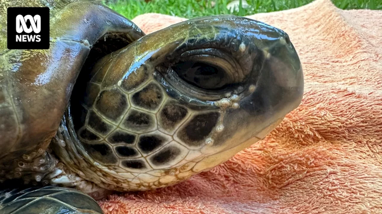 Pilbara couple answers Facebook call to transport injured green sea turtle from Port Hedland to Broome