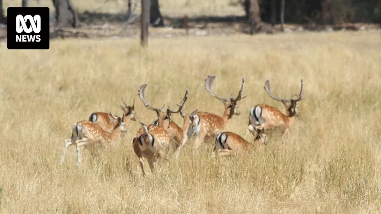 South Australian deer hunters raise animal cruelty concerns after filming wounded fawn