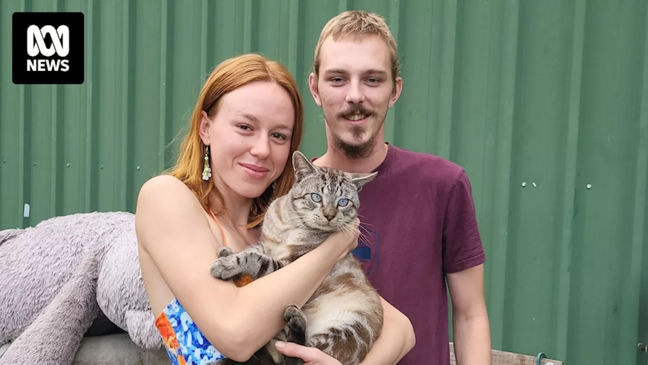 Sunshine Coast vet saves pet cat Sir Puddin Stacks after he is shot in suspected animal cruelty incident