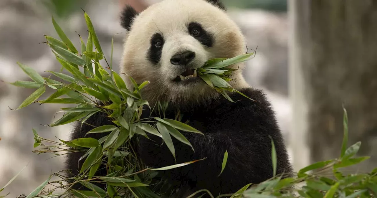 Giant pandas are returning to D.C.’s National Zoo. Meet Bao Li and Qing