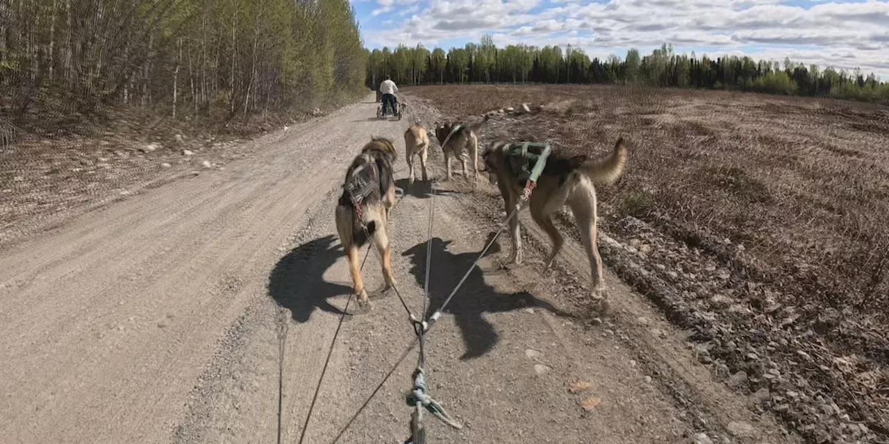 Roadtrippin’ 2024: AK Sled Dog Tours