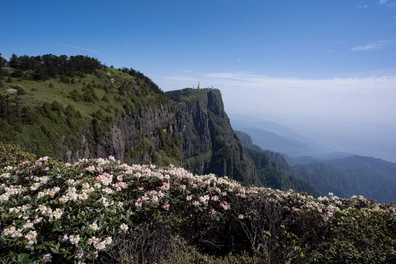 Menikmati pesona 'Kerajaan Azalea' di Sichuan, China barat daya