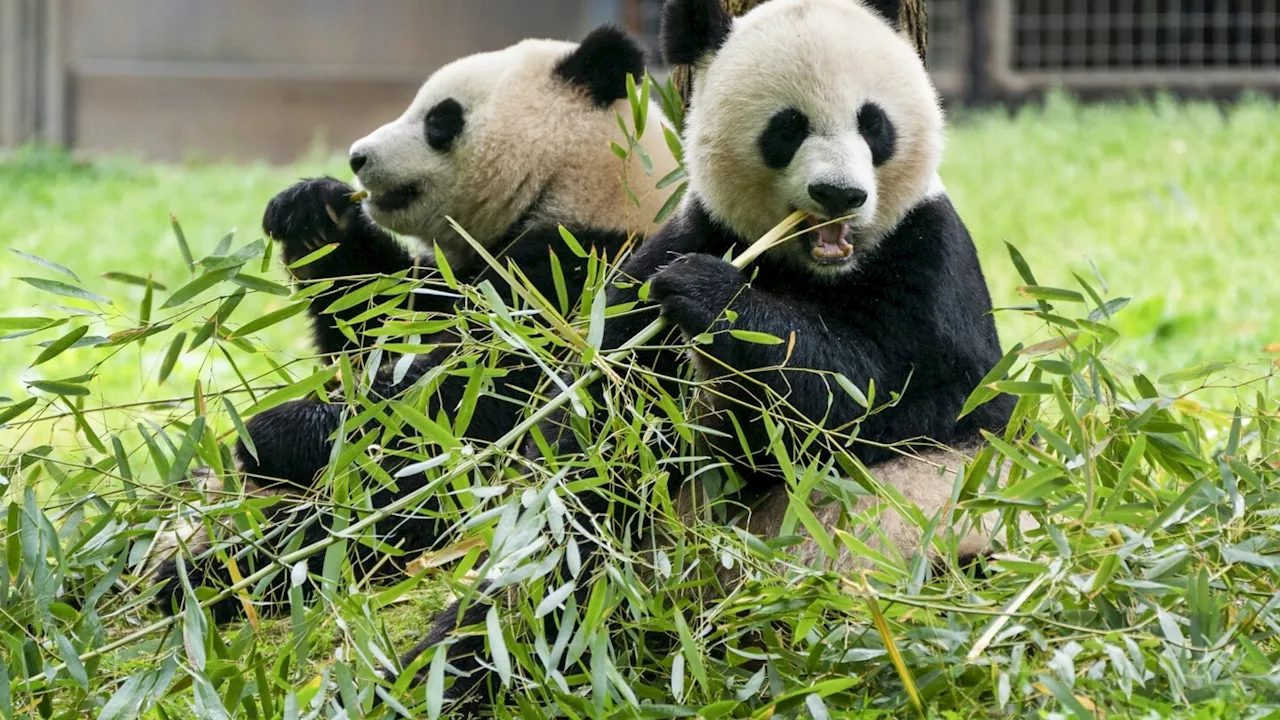 2 new giant pandas are returning to Washington's National Zoo from China by the end of the year