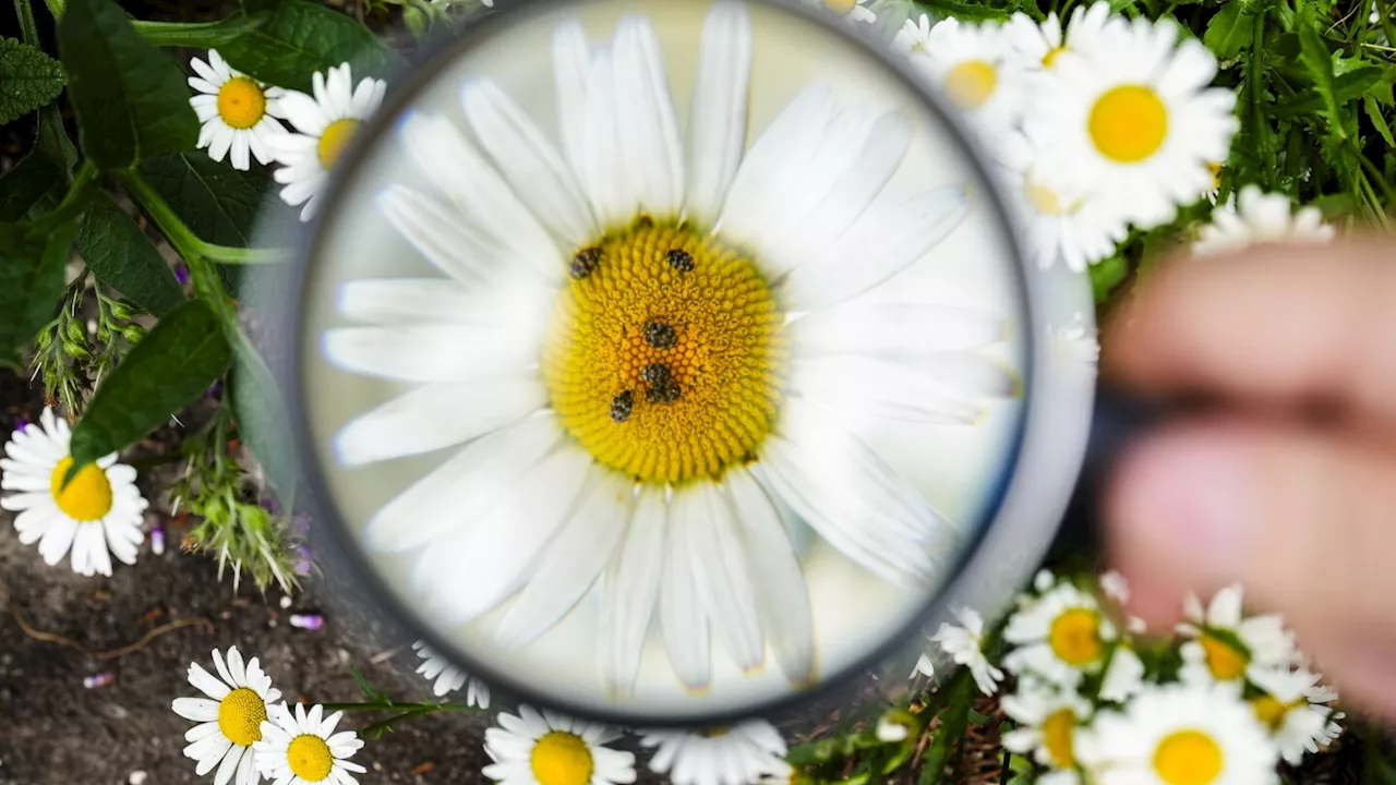 Butterflies, bees, bugs and more: The summer of insect-counting gets underway in Germany