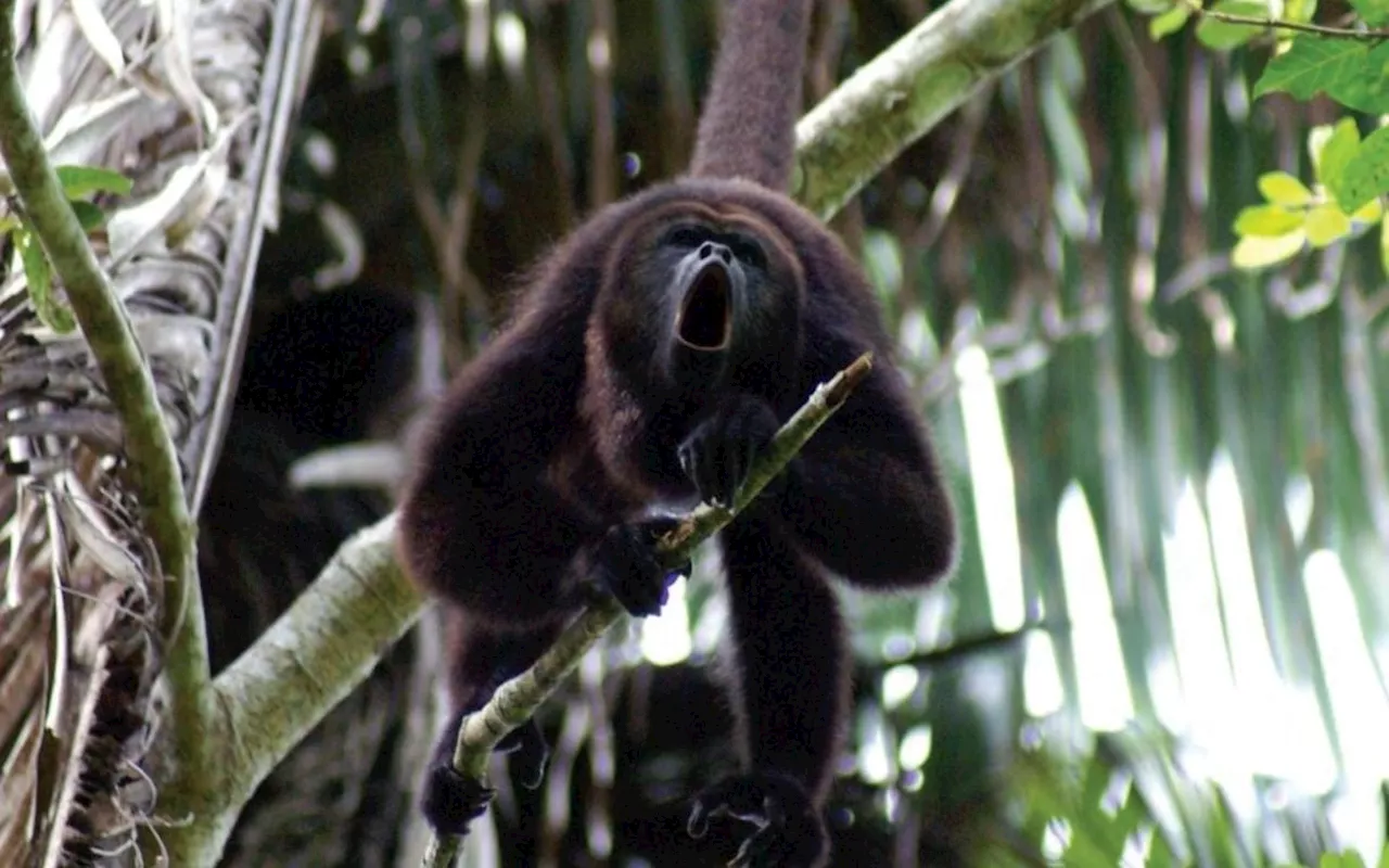 Muertes de monos aulladores se extienden a Veracruz y Campeche: Semarnat