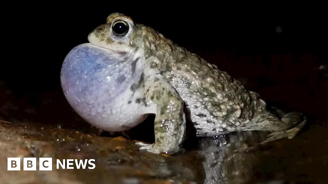 Springwatch visits Hengistbury Head's rare natterjack toads