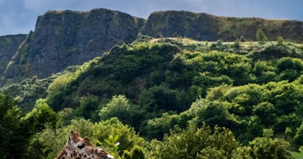 North Belfast walking path opens for the first time this weekend