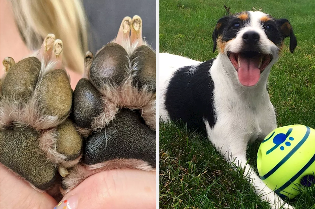 32 Things For All Of Those Unexpected Problems That Come With A Dog