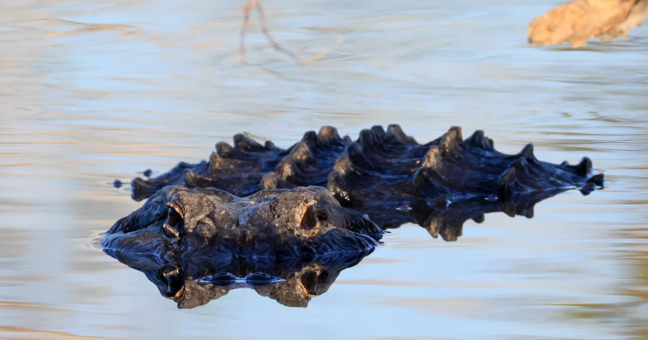 Human remains found in jaws of alligator in Houston after woman reported missing