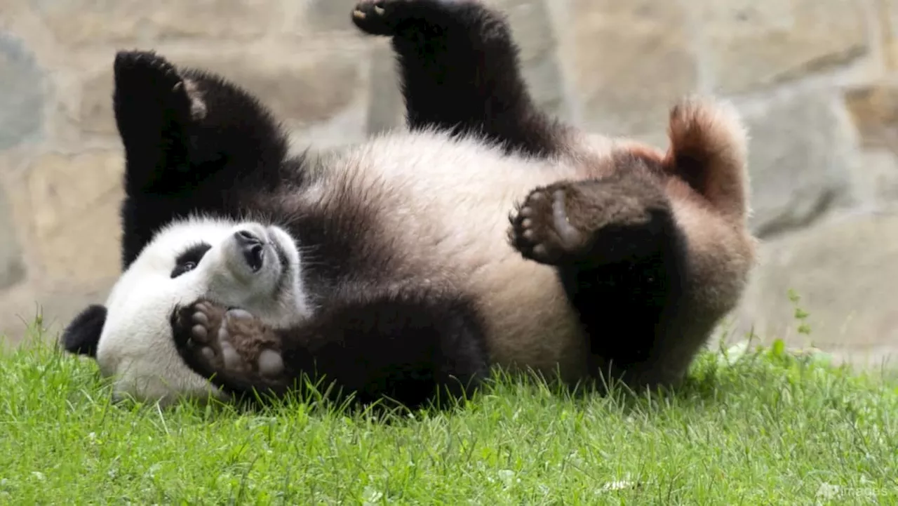 China to send two young giant pandas to US later this year