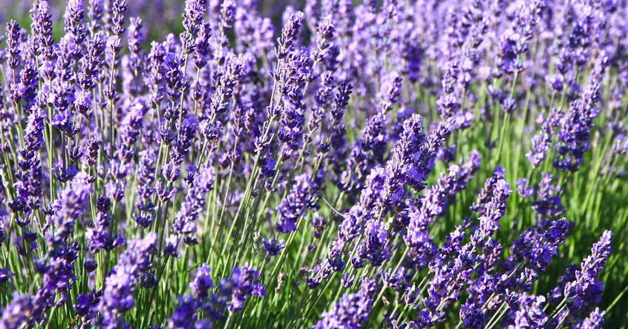 The simple DIY fertiliser that will have your lavender blooming beautifully