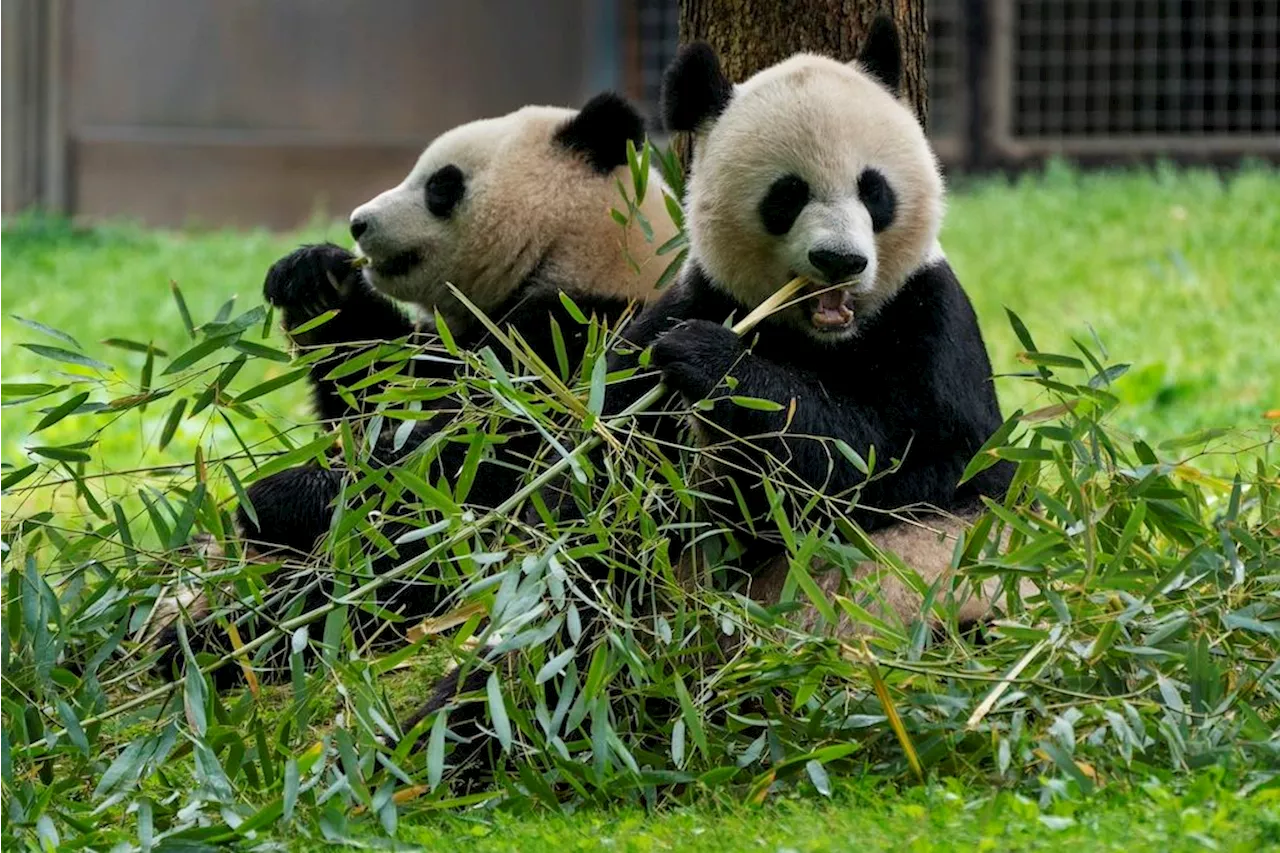 Pandas will return to Washington’s National Zoo