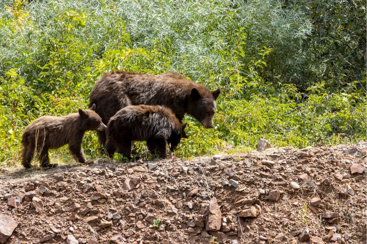 Letters: Mama bear didn’t deserve to be euthanized in Steamboat Springs