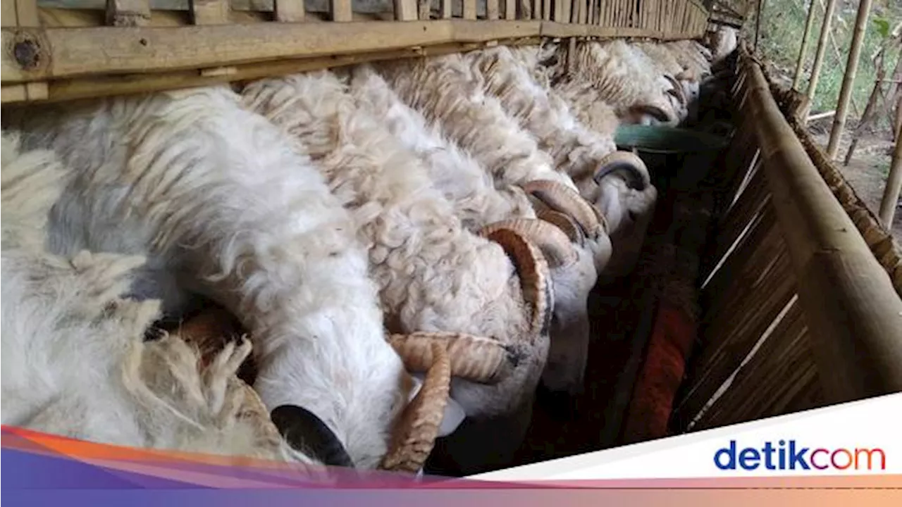 Kurban 1 Kambing untuk Sekeluarga, Sah atau Tidak?