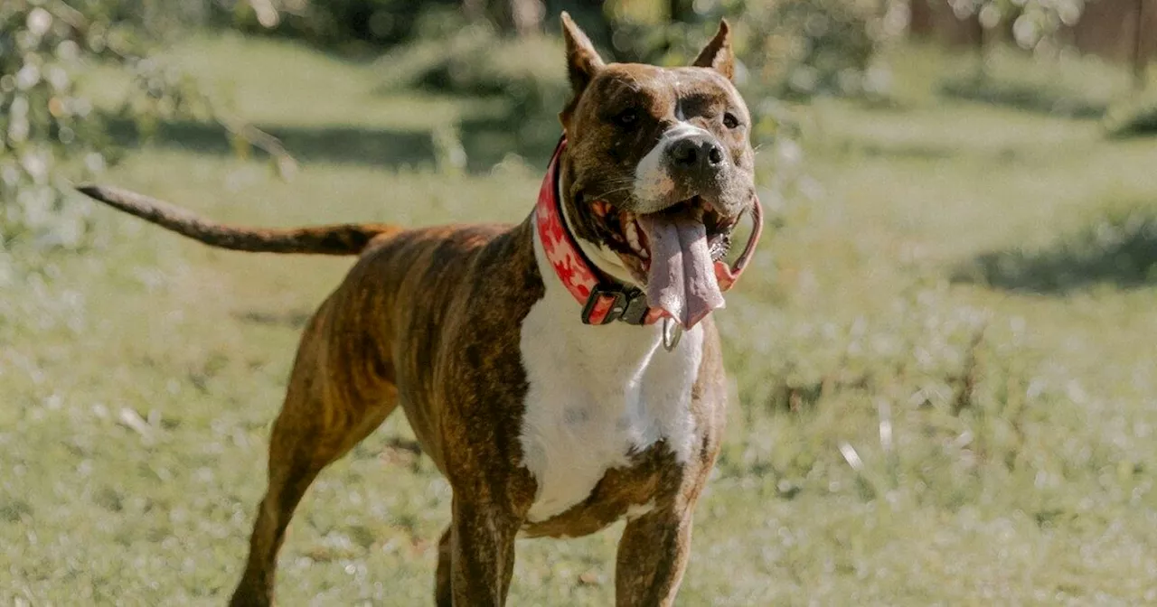 Cani aggressivi, per me la colpa non è delle razze ma del comportamento umano