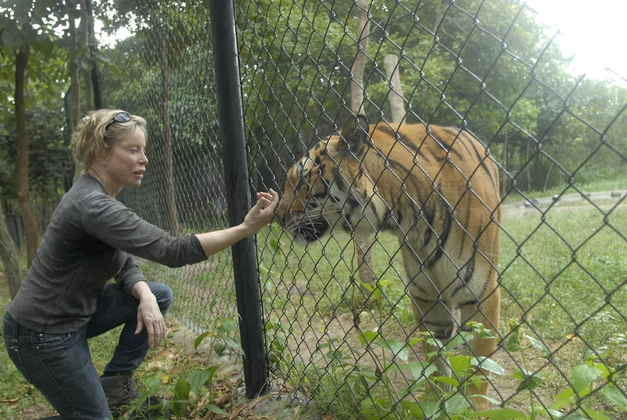 The Roar Of Progress: How Reintroducing Tigers Signals Hope For Climate, Forests, And Indigenous Communities