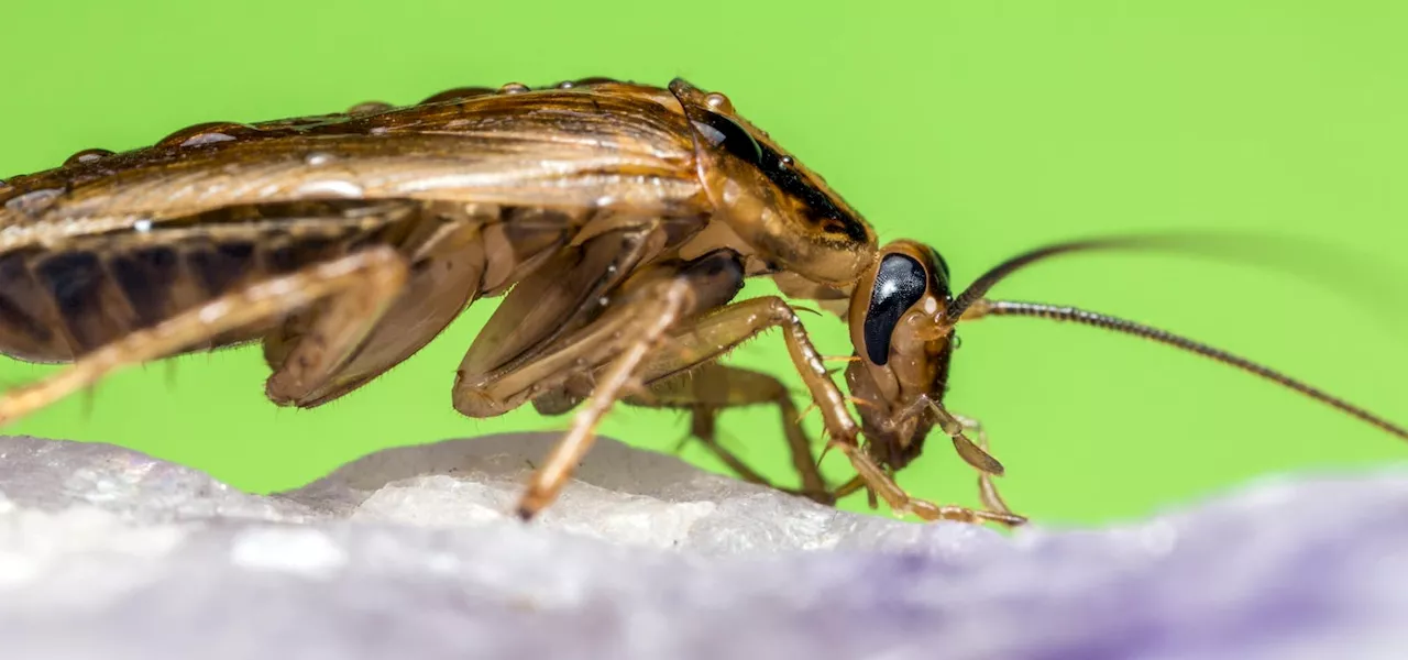 There’s Nothing ‘German’ About The German Cockroach—Here’s Where The Species Originated