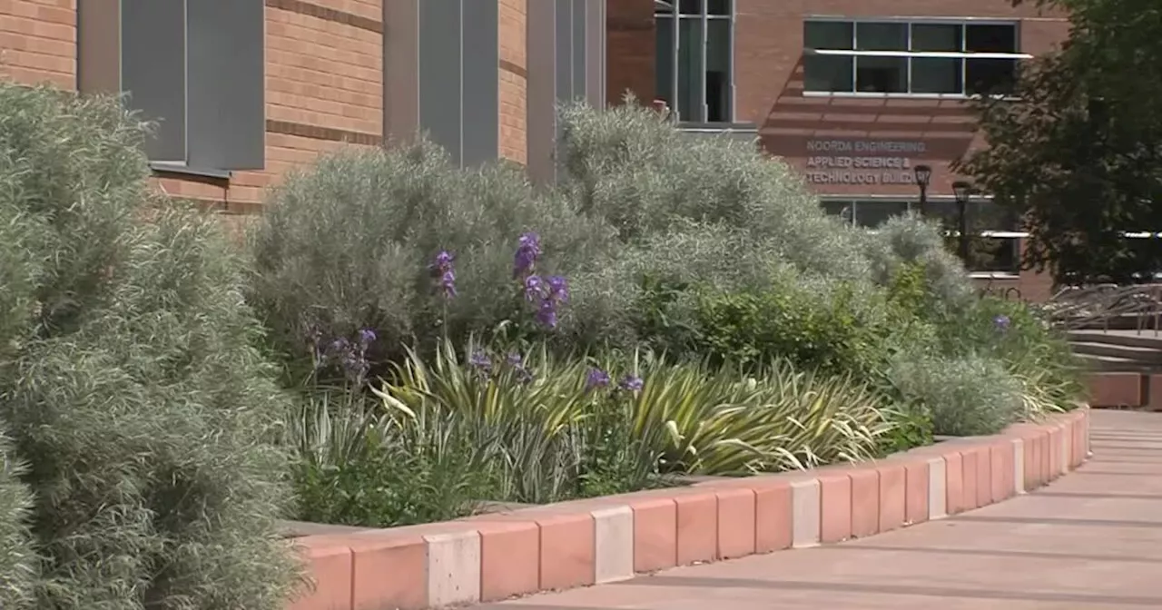 Weber State ditching grass blade-by-blade to conserve water