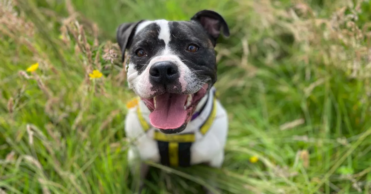 Three-legged dog Flump looking for forever home after two years in Glasgow charity's care