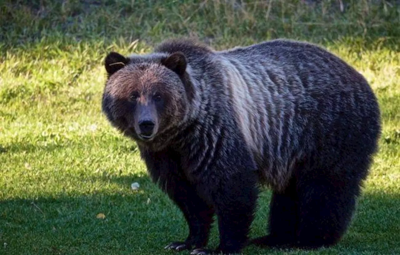 Grizzly bears kill 17 sheep in unusual attack on Alberta ranch