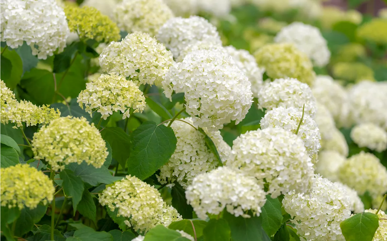 Hortensien gießen: Dieser häufige Fehler sorgt für Schnecken im Garten