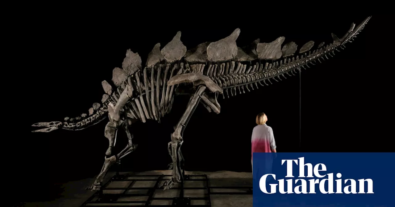 ‘Virtually complete’ Stegosaurus fossil to be auctioned at Sotheby’s geek week