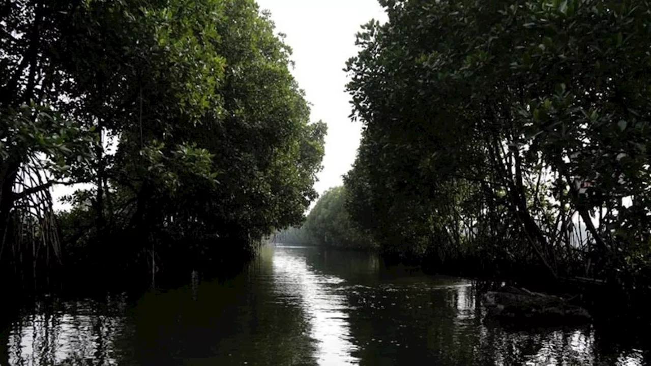 Panduan Baru untuk Menghitung Penurunan Emisi Indonesia dari Lahan Gambut dan Mangrove