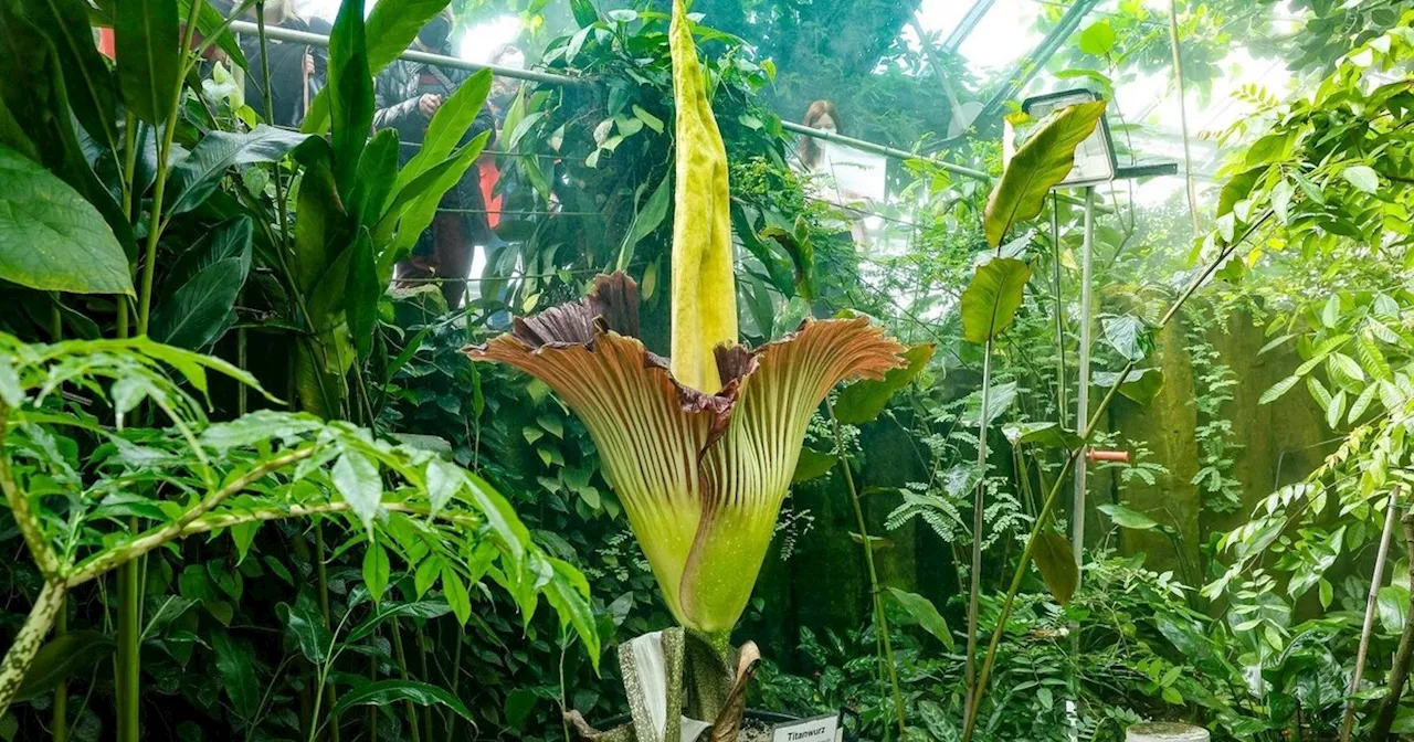 Bayreuther Titanwurz steht vor der Blüte: Größte Blume