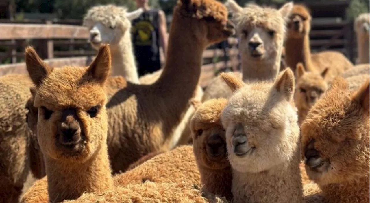 Aviaria negli alpaca in Usa. Bassetti lancia l'allarme: «Ormai il virus è vicino all'uomo»